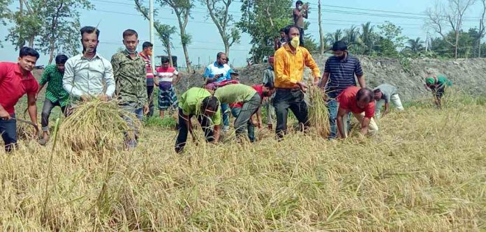 নড়াইলে দরিদ্র কৃষকের এক একর জমির ধান কে*টে দিলেন যুবলীগ নেতৃবৃন্দ