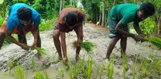 সড়কে ধান রোপণ করে অভিনব প্রতিবা'দ