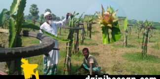 নড়াইলের লোহাগড়ায় ড্রাগন চাষের বিপুল সম্ভাবনা