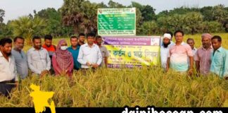 নড়াইলের লোহাগড়ায় আমন ব্রি হাইব্রিড-৬ ধান ক/র্তন ও মাঠ দিবস পালিত