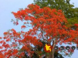 কৃষ্ণচূড়ায় সেজেছে লোহাগড়ার প্রকৃতি